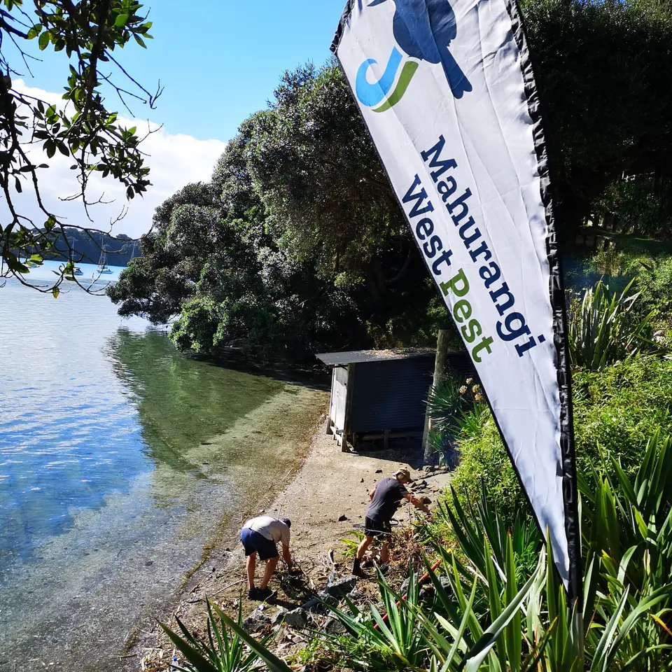 Volunteers planting on the edge of the estuary beside a Mahurangi West Pest flag