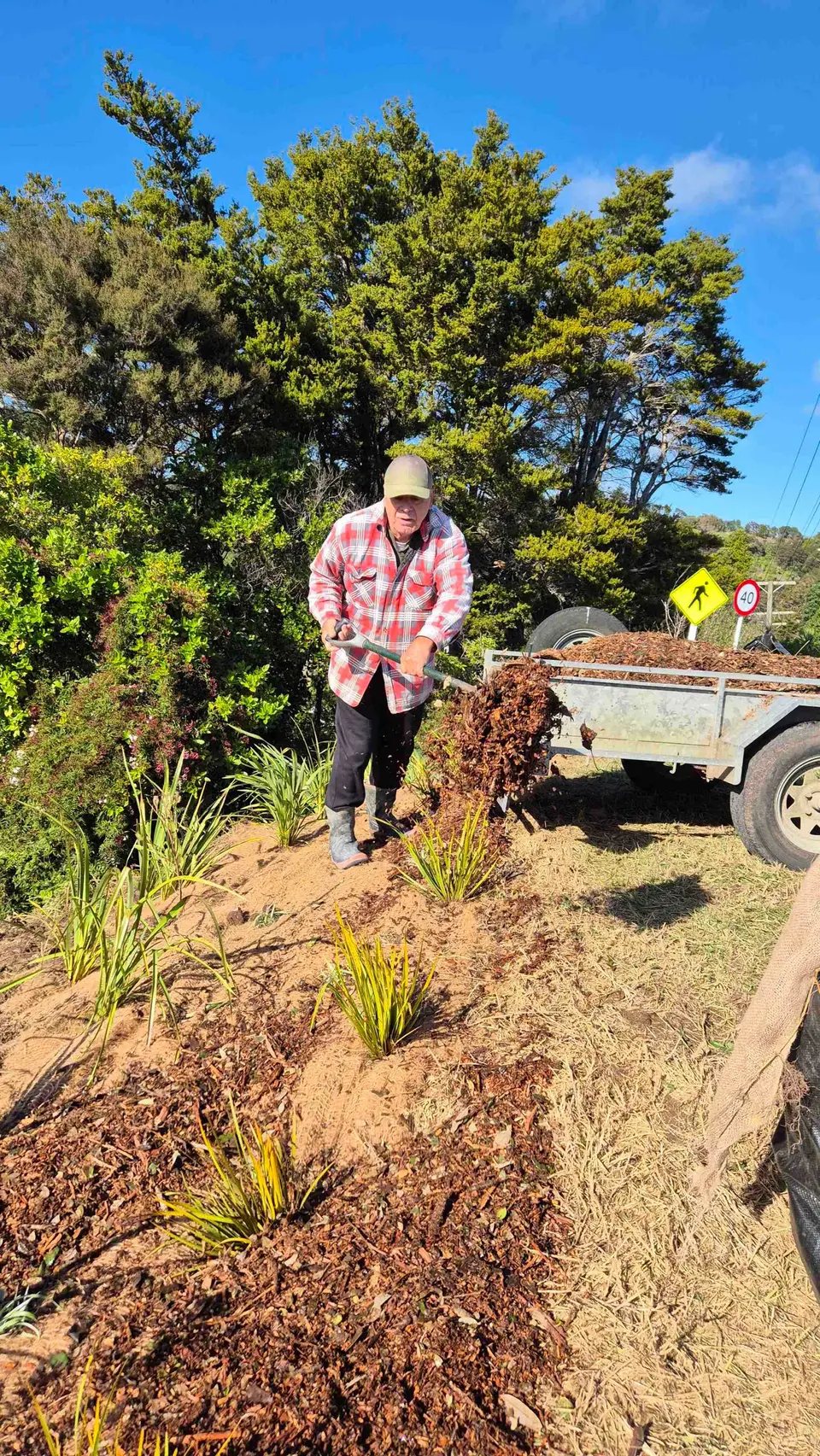 A volunteer mulching newly planted natives